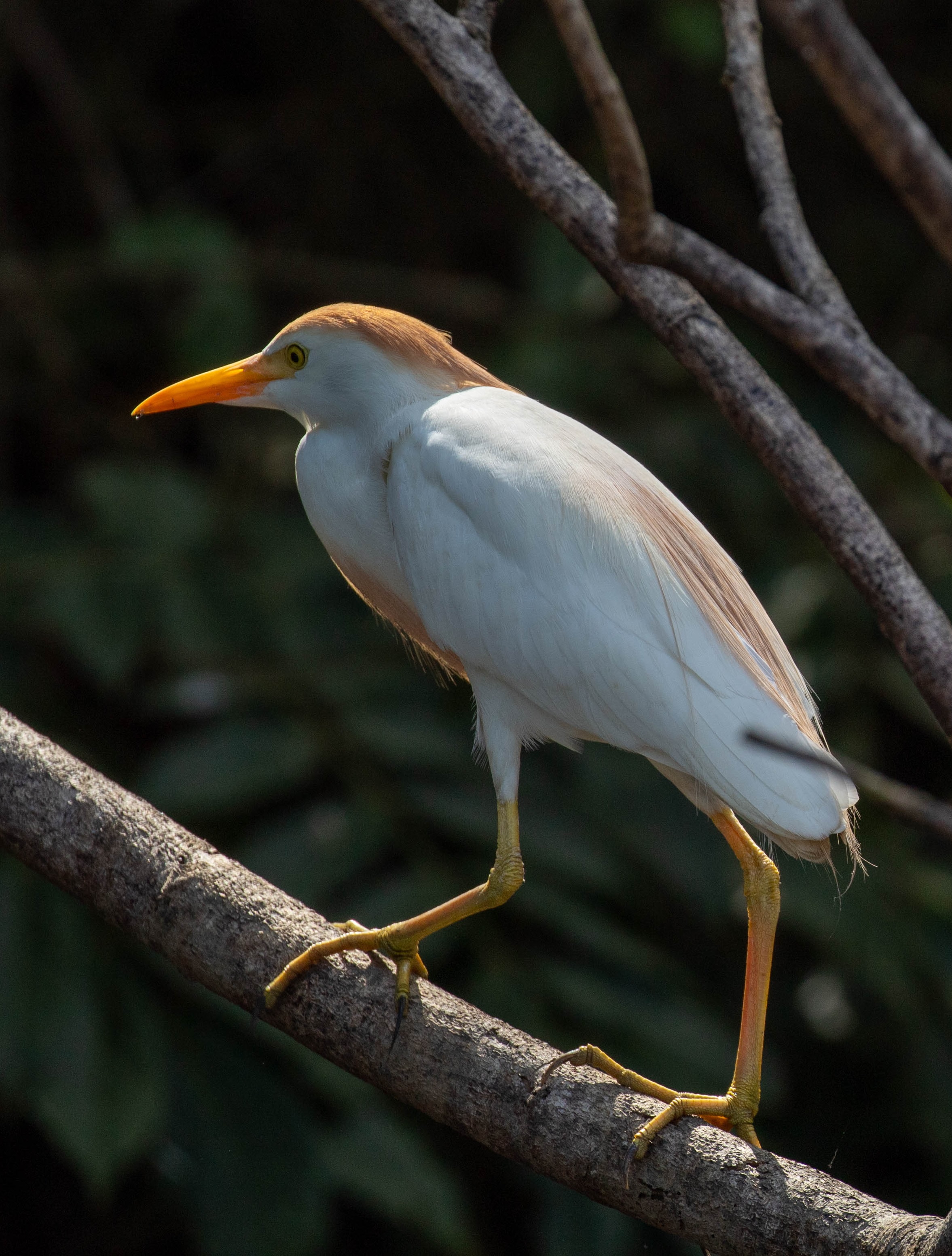 héron, ornithologie, costa rica, cabo blanco, mer, plage